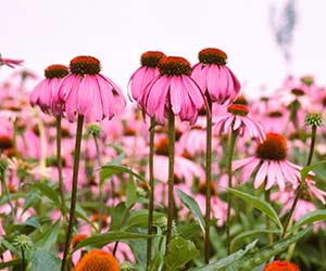 Echinacea purpurea flowers in field