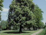 Aesculus hippocastanum - Habitat