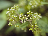 Aralia racemosa L. - American Spikenard