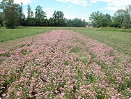 Centaurium erythraea - Habitat