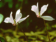 Cyclamen europaeum L.