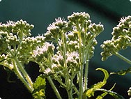 Eupatorium perfoliatum L. - Preparation