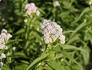 Eupatorium perfoliatum L. - Habitat