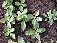 Gentiana lutea - Habitat