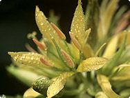 Gentiana lutea - Yellow Gentian