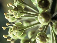 Hedera helix L. - Botanical characteristics