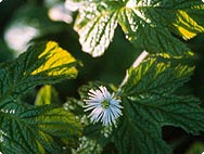 Hydrastis canadensis L. - Botanical characteristics