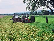 Hypericum perforatum L. - Preparation