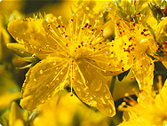 Hypericum perforatum L. - St. John's wort