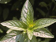 Peppermint, Mentha x piperita L.