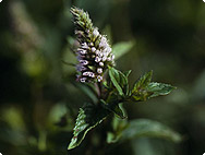 Peppermint, Mentha x piperita L.