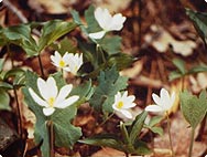 Sanguinaria canadiensis - Habitat