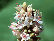 Vitex agnus-castus