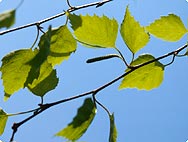 Betula pendula ROTH - Preparation