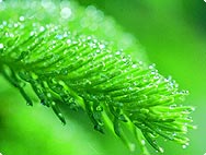 Picea abies (L.) - Norway spruce, Pine