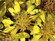 Solidago virgaurea L. - True Goldenrod