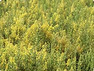 Solidago virgaurea L. - Processing Method